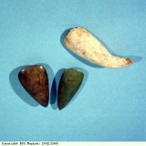 Adzehead and axeheads from Arawak and Carib people