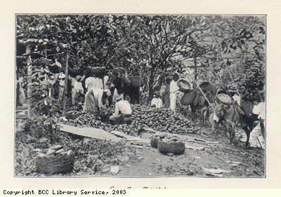 Cocoa crop, Trinidad