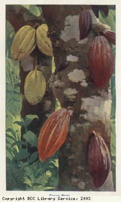 Cocoa pods on tree