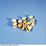 Cowrie shells, traded across Africa