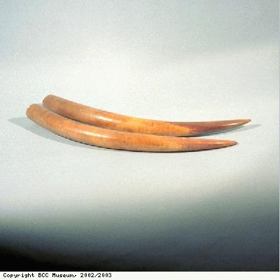 Elephant tusks