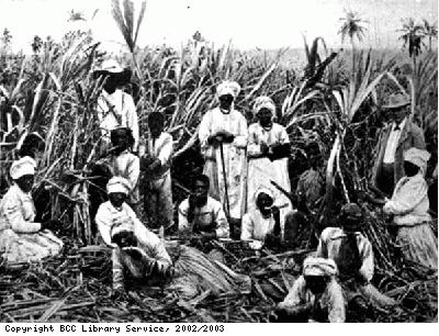 Labourers cutting sugar cane