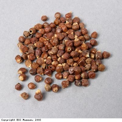 Guinea grains, a type of pepper from West Africa