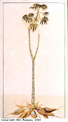 Plant with long bare stem