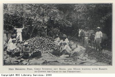 Preparing harvested cocoa beans