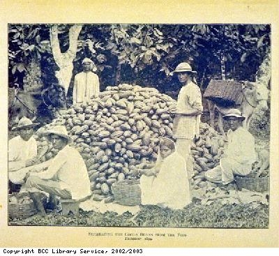 Splitting cocoa pods