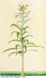 Tobacco Plant